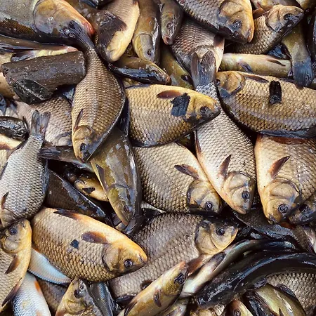 Alojamento de Turismo Rural Stary Mlyn Nad Tywa Gryfino