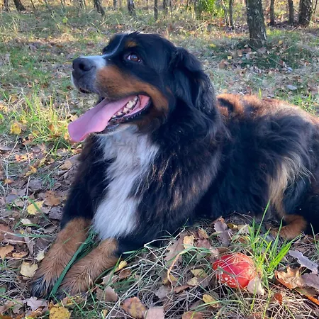 Stary Mlyn Nad Tywa Gryfino