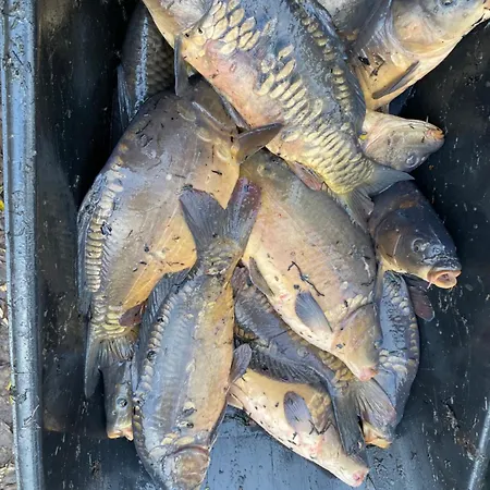 Stary Mlyn Nad Tywa Alojamento de Turismo Rural