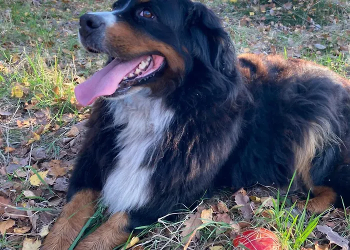 Stary Mlyn Nad Tywa Gryfino