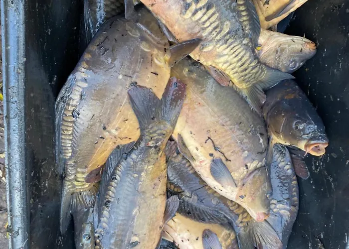 Stary Mlyn Nad Tywa Farma