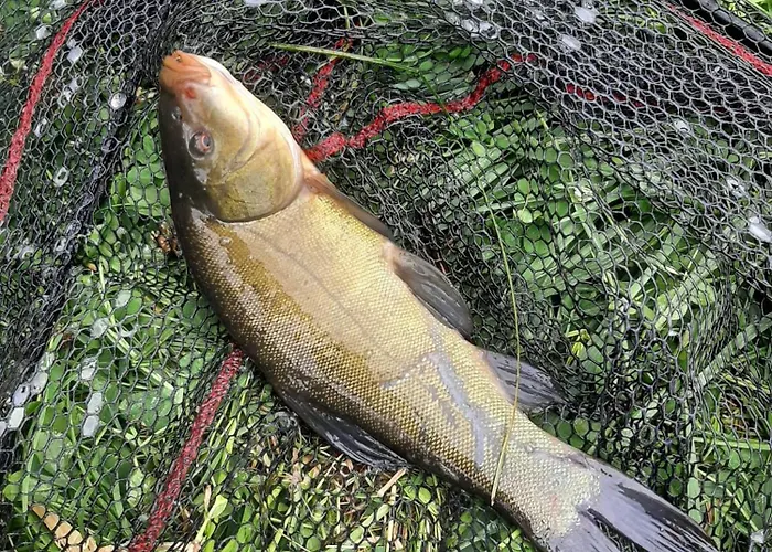 Stary Mlyn Nad Tywa Gryfino